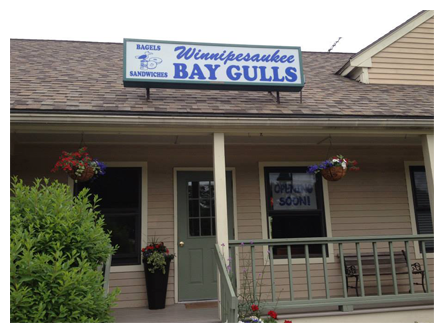 Winnipesaukee Bay Gulls